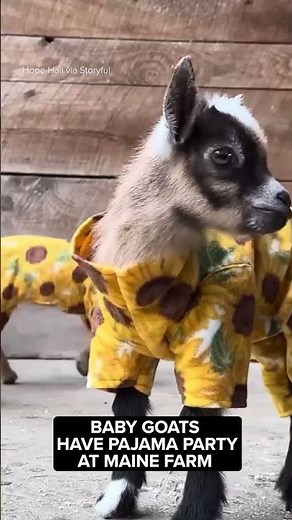 Baby Goats Have 'Pajama Party' at Maine Farm