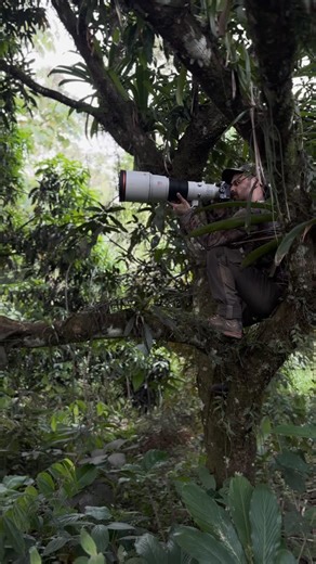 Sasan Amir | Wildlife Photographer on Instagram: "Spectacled owls are some kind of hypnotizing the way they can look to you! Big beautiful eyes. Stunning black and white lines and very confident owls as well. I wish we had them here in Europe - captured them roughly 10-12 times and it’s always very exciting to me. This specific one is still not an adult - the adults are much more dark with less white spots! The Latin name is Pulsatrix Perspicillata 😊"
