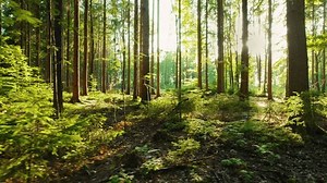Weelderige levendige bosscène met zonlicht dat: stockbeeldmateriaal en -video's (rechtenvrij) 3645749525 | Shutterstock