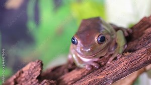 An Australian tree frog sits on the bark of a tree. The frog turns around and looks at the camera.