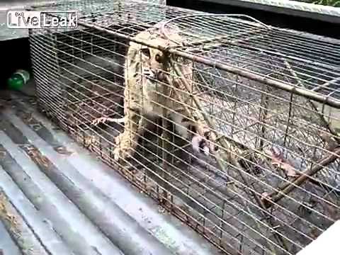 Very angry bobcat growls, snorts and hisses