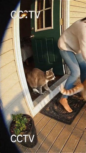 CCTV: 左視点 | 驚きのポーカーフェイス猫たち、オーナーのディナー召喚 🐱🐶 | Porch Poker Face Pets & Dinner Call (Left View)