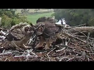 Great Horned Owl~🐍Mom brings HUGE snake for Grey! Grey has to cut it~3:10 PM 2022/04/06