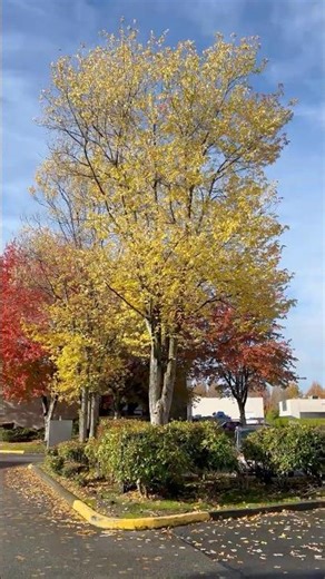 Autumn Blaze Maple Tree Industrial Park #Autumn