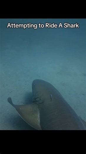 Shark riding is my new favorite Hobby