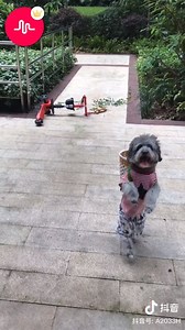 21M views · 240K reactions | Cute Puppy | Best Musical.ly | Facebook