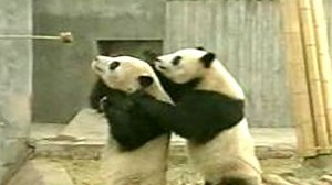 Pandas slip, slide and play