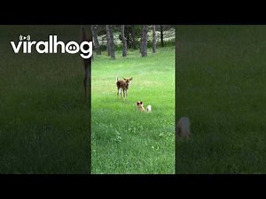 Puppy Plays With Baby Deer || ViralHog