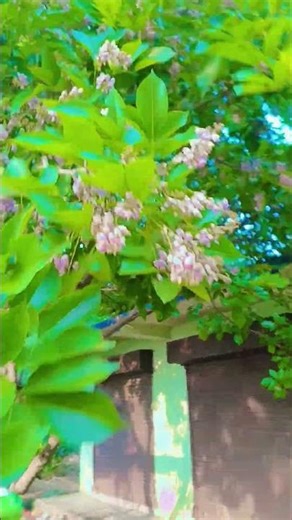Odia Village Nature 🌿🌸 | Flower & Tree Beauty #shorts