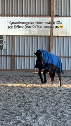- 🌻 DANCE WITH HIM OFFICIEL 🌻 - on Instagram: "Merci la vie de me permettre de retrouver un roi bien dans ses pieds, sa tête, son corps ! Meilleur cadeau de changement d’année ça 🫶🏼 📖: Notre livre est dispo ! À shopper sur Michel Vaillant Equitation, Amazon, la Fnac, Cultura et toutes les bonnes librairies ! Nos partenaires dans cette aventure : 🌻 @ohlalasellerie : -10% avec le code DWH sur tout la sellerie y compris les tapis DWH (hors Kep et Kentucky) 🌻 @michelvaillant.cheval : -10% cod