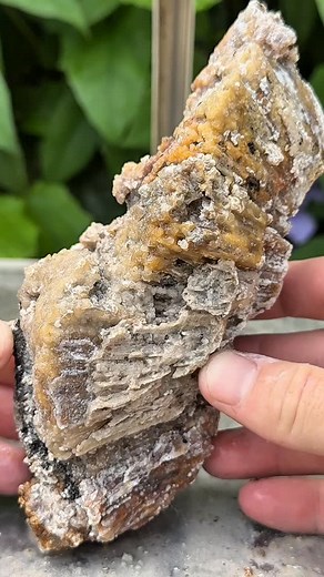 This Ancient Coral Head’s from a reef that existed millions of years ago 🪸 #crystals #rocks #minerals #coral #geology #fossils #agate #geode | CoralGeodes