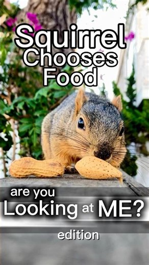 Squirrel Chooses Food Understanding edition #animals #games #life #lesson #learning #nature #fyp #op