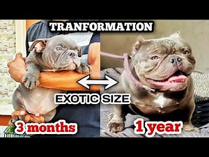 MICRO EXOTIC SIZE AMERICAN BULLY TRANSFORMATION🔥 #dog #kennel #americanbully