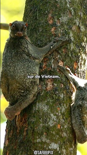 The colugo: the surprising flying mammal of Southeast Asia