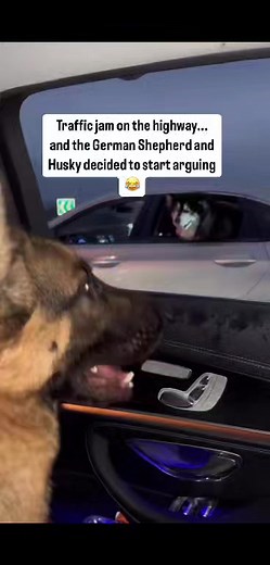 Traffic jam on the highway... and the German Shepherd and Husky decided to start arguing � #foryoub #facbookreel #virl #vdeo #tanding #nwevdeo2025 | German Shepherd club