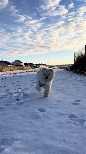 #chow #sun #puppies #favorite #running