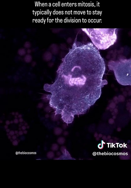 Macrophage Behavior During Mitosis Observation