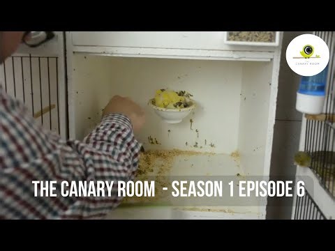 The Canary Room - Season 1 EPISODE 6