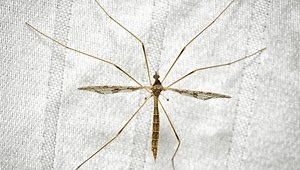 Crane fly? Mosquito hawk? Giant flying bugs are suddenly everywhere. Here's what they are