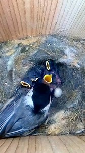 77K views · 2.7K reactions | Food incoming for the chickadee chicks 殺 #wildlife #birdwatching #nature #birdhouse #birds | Nest Box Live | Facebook