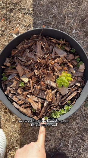 Keely M Alvarez on Instagram: "Your sign to never give up. Sometimes we just need a little time to bounce back! #gardening #garden #backyardgarden #vegetablegarden #gardener"