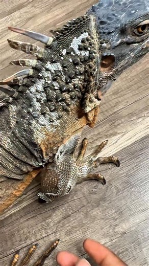 Lee Mitchell on Instagram: "Unboxing an iguana from crispy crunchy shed #RocketThelguana #asmr #satisfying #cuteanimals #satisfyingvideo lizard exoticpets reptile iguana pet pets animals petlovers petstagram petlovers foryou petsofinstagram dragons reptilesofinstagram petlizard relatable familyfriendly"