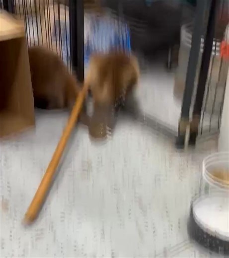 Cleaning a baby beaver pen? First we get two new blankets, a laundry basket, and a stack of washcloths. Next we remove all of the food and water bowls. Then we release the babies into the room! They're extremely helpful during this period. Gotta wipe up most of the "muck" with the washcloths. Move their logs off the blankets. Wipe the floor down with mild cleaner. Then we fill their water and pellet bowls and cut up fruits and veggies that Dylan can fit in her disabled mouth. Now we throw down t
