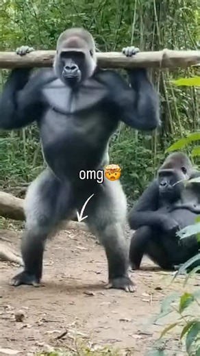 OMg her laugh!!! King Kong is terrified of a massive spider!? And Queen Kong can’t stop laughing!! 😂 👑 Tropland Universe by Josh Gottsegen 🎨 made with ai 🎨 made with ai #ai #gorilla #funnyanimals #couplegoals #wildlife | Tropland Universe by Josh Gottsegen