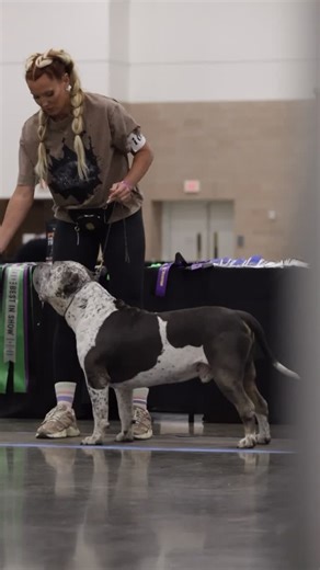 This sound is for Houdini .. he’s 5 years old .. when we started showing him he wasn’t the dog he is now.. and even at 125 lbs he’s pretty small compared to the xls out here now … he was also timid, he didn’t like male handlers and he didn’t like the judges touching him .. but we didn’t quit .. I would say for the last 2 years now, he’s enjoyed showing .. he knows what we are doing out there and he’s a much more confident dog .. he’s a dog I trust in any situation.. Ukc Champion Houdini #dirtyha