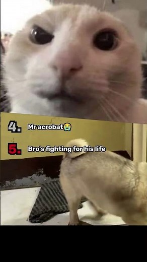 Ranking Funniest Dog Pooping Moments #shorts #funny #dogs