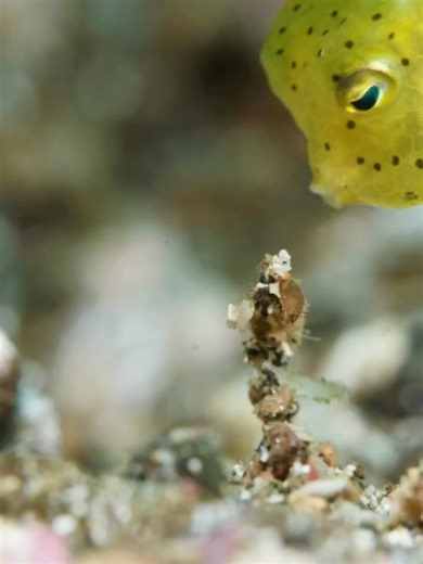 MEMES | Yellow boxfish 🐠💛 credit//permission @undersea_gameqmi • #viral #yellowboxfish | Instagram