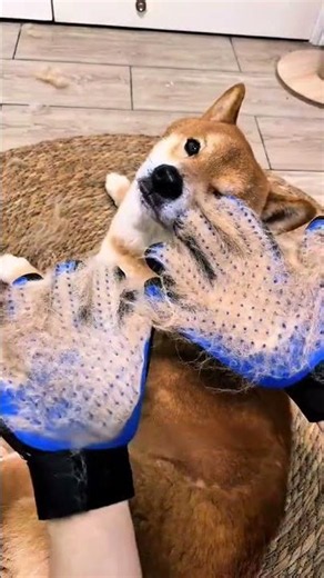 Stop Flying Dog Hair Instantly! Best Grooming Hack for Shedding Season #DogCare #ShibaInu