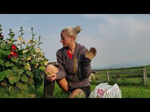 Digging Up Hollyhocks for Propagation -WaY Out Here