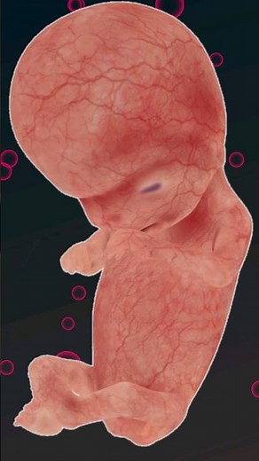 10 Week Embryo 👶🏻❤️
