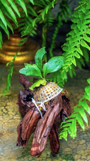 how to mount a staghorn fern on a piece of wood easily #indoorplants