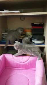 2.8K views · 17 reactions | 17 aralık doğumlu scottish fold minik yavrularımız rezerveye acık olup anne sütünü dam alıp ve veterinerimiz de aşılarımızı yaptıktan sonra sağlıklı bir minik kedi olarak yeni yuvamıza gitmeye hazır oluruz bize sahip olmanız için 0532 162 30 86 arayabilir veya whattsap dan iletişime geçebilirsiniz | Cattery Kedi Evi scottish & british Shorthair | Facebook
