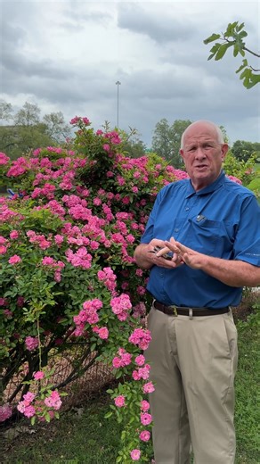 208K views · 2.4K reactions | Prune a Peggy Martin rose with LSU AgCenter horticulturist Ed Bush. #Roses #HowTo #LSUAgCenter #Reels | LSU AgCenter | Facebook