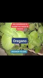 1.2K views · 23 reactions | Mga sakit na maaring lunasan ng OREGANO Alternative Medicine #oregano #herbal #Benefits #halamanggamot #healthcare #herbalremedies #homeremedies #natural #nature #herbalist #herbalmedicine #origanumvulgari | Gracelyn Ponseca Ignacio | Facebook