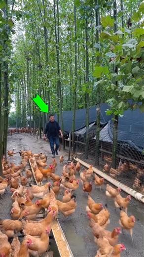 This is the method he uses to build a house for his chickens.