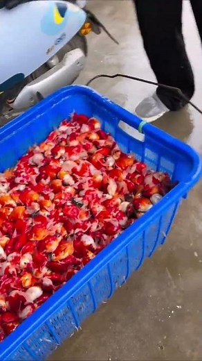 Large scale fishing grounds! The transportation of goldfish is very rough! #goldfish #koi