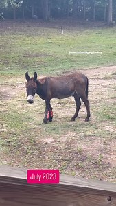 July 2023, with some slow crank empty bowl blues 😂. Monte was meant to live here with a #gearhead like me, I’m convinced 😂❤️. ✨They are wearing a fly mask to protect their delicate eyes and ears from insect bites, and see PERFECTLY FINE out of it.✨ ✨They are wearing fly boots to protect their legs and skin from insect bites. They walk and play PERFECTLY FINE.✨ #montethesingingdonkey #donkeysofinstagram #donkeylove #donkeyoftheday #donkey #smallstandarddonkey #texas #ruggletards #ruggletardranc