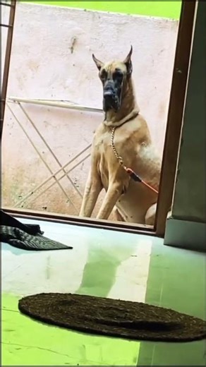 #GreatDane#GentleGiant