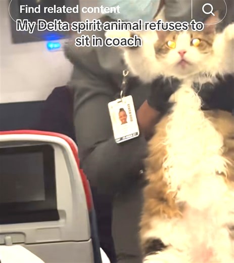 ‘Enjoy Your Pretzels, Peasants’: Cat Escapes Coach On Delta Redeye, But Flight Attendants Kick It Out Of First Class - View from the Wing