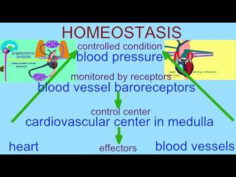 HOMEOSTASIS BLOOD PRESSURE REGULATION