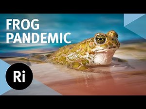 Can we save frogs from a deadly fungus?