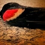 Dead birds fall from southern US sky, experts befuddled - APTN News
