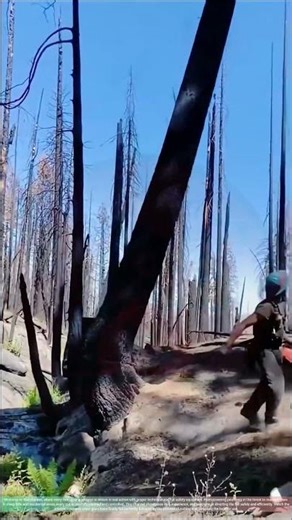 Burned Pine Tree Cutting – cutting trees Dangerous and Fragile Tree Removal