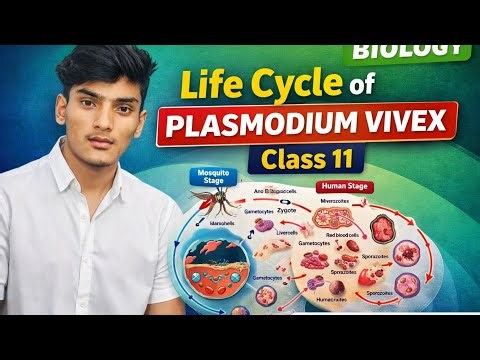 Life cycle of plasmodium vivex class 11