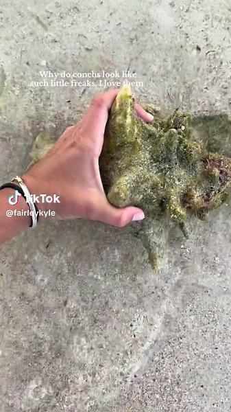 Exploring the Quirky Beauty of Conch Shells