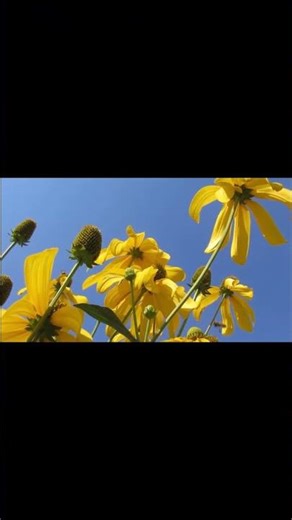 Ultimate Sun Day Relaxation ASMR ☀️ | Stress Relief & Calm Vibes #ASMR #Relaxation